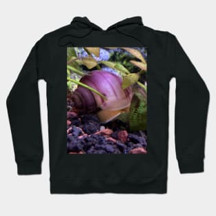 Mystery snail Hoodie